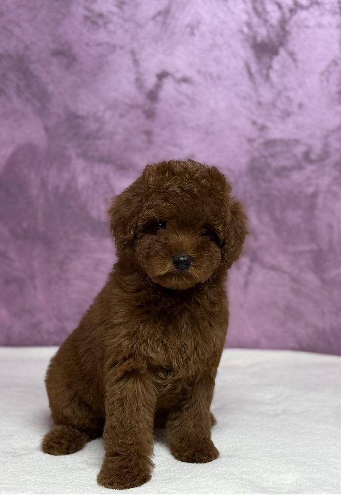 Poodle TOY RED - cu pedigree!
