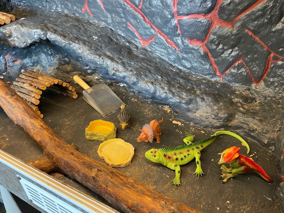 TERARIU Agama cu barba