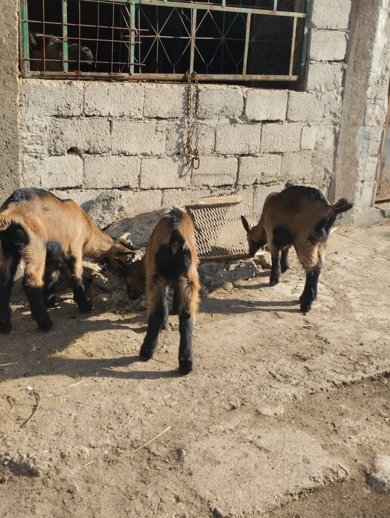 3 țapi alpini francezi