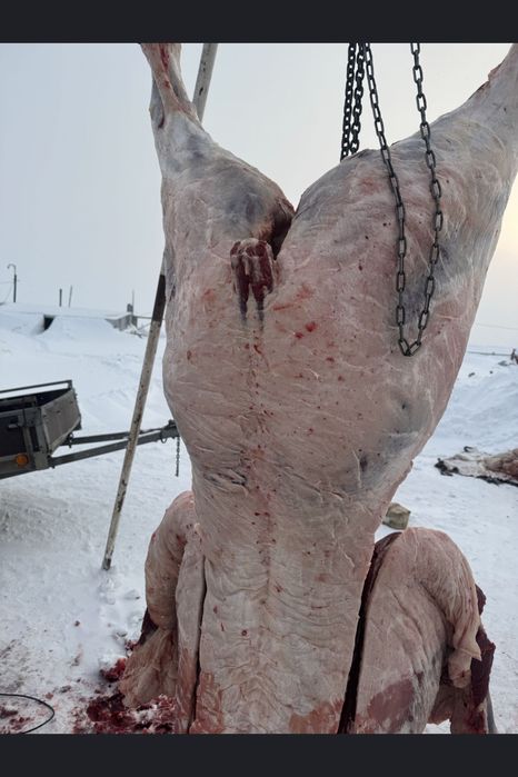 Ет мясо соғым Сиыр Жылқы қой еті