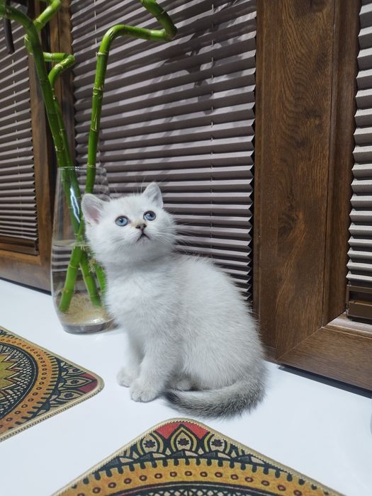 Котёнок британец