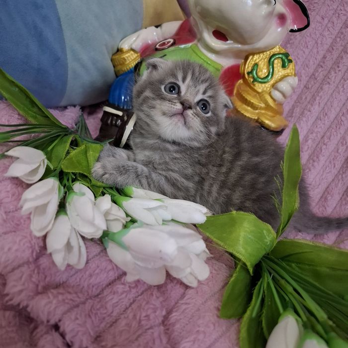 Шотландские котята скоттиш фолд