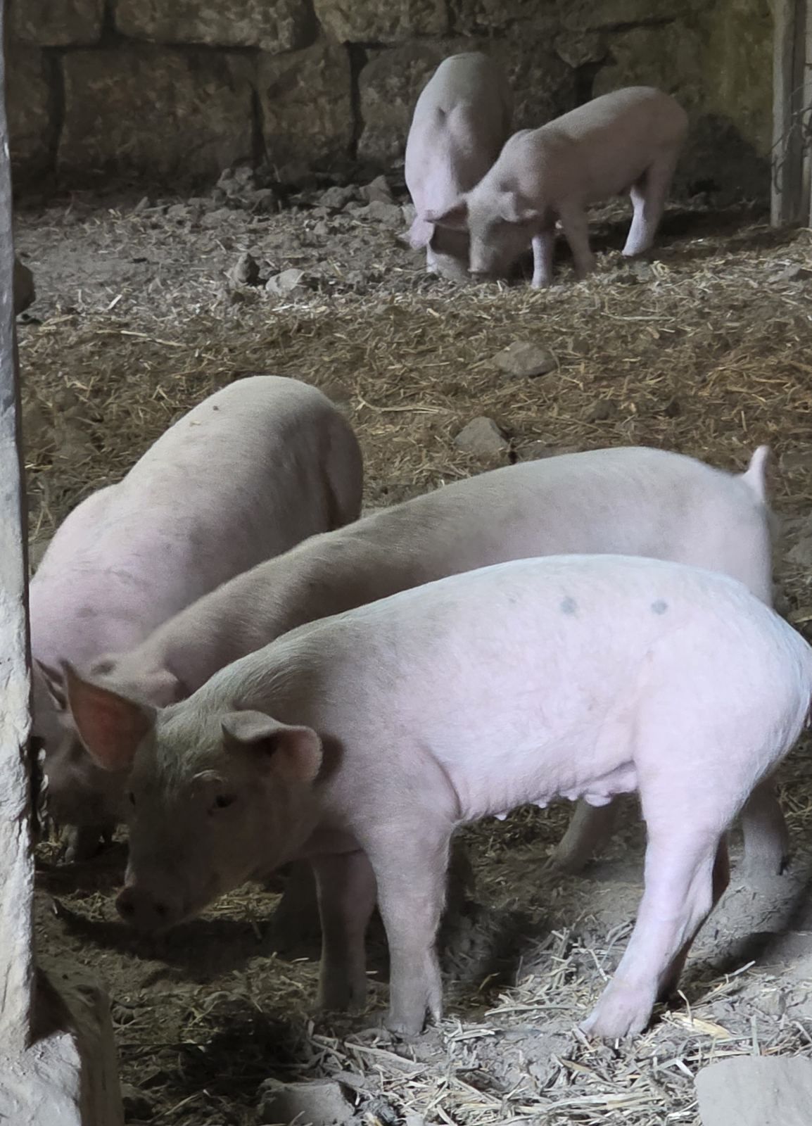 Продавам мъжки прасенца