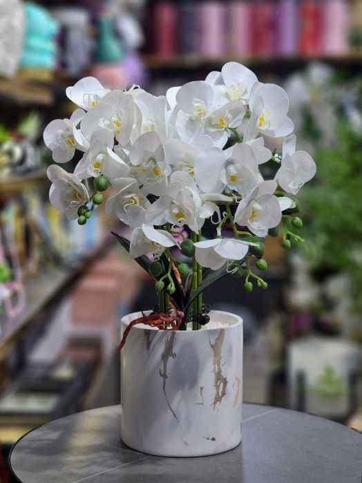 Орхидея для дома