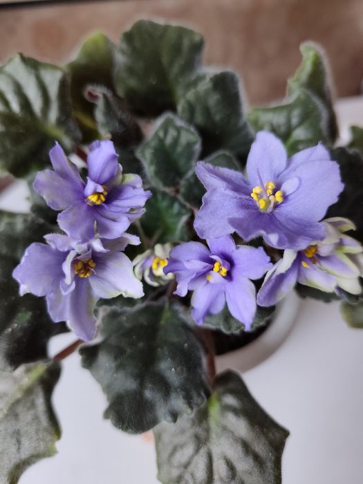 Продам цветок фиалка