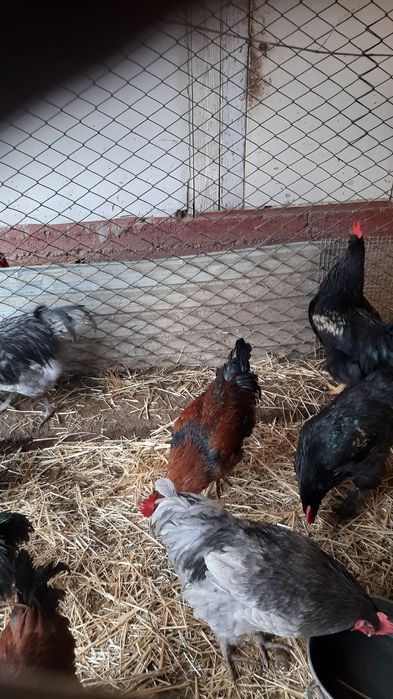 Продам молодых петухов