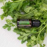 Cilantro (Coriandru frunză) 15mL doTerra