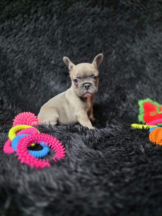 Bulldog francez blue fawn sable
