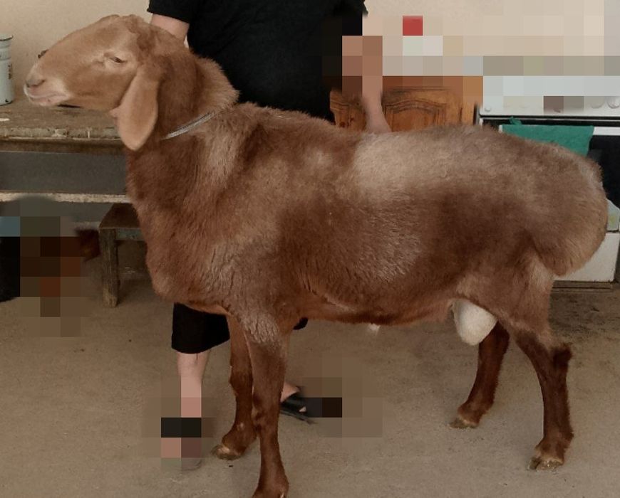 Qo'chqor qo'y exsonga so'yish uchu yoki zot n sotiladi.