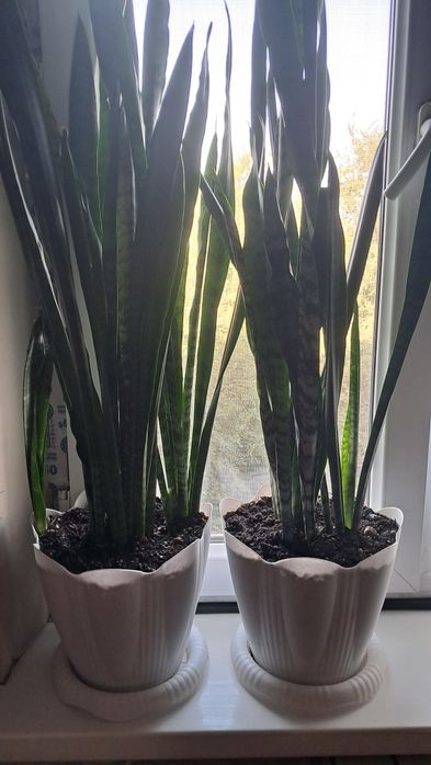 Продаются комнатные растения.