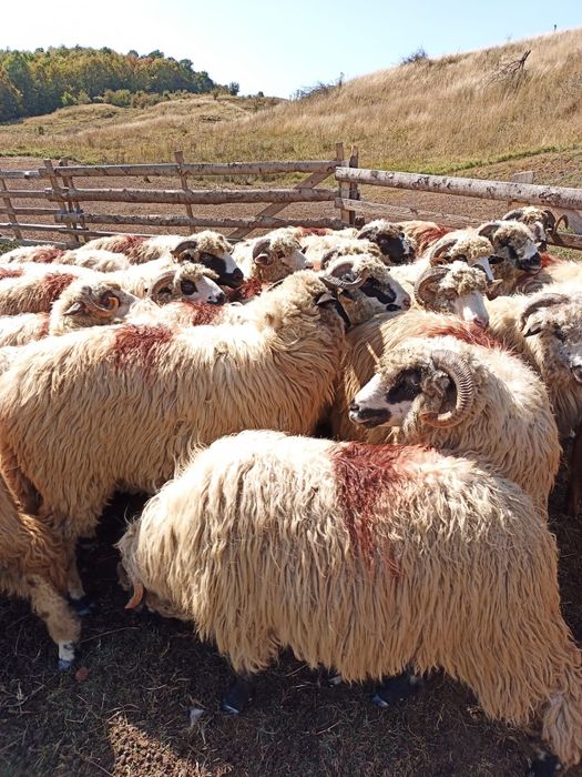 Oi țurcane ,tinere, frumoase