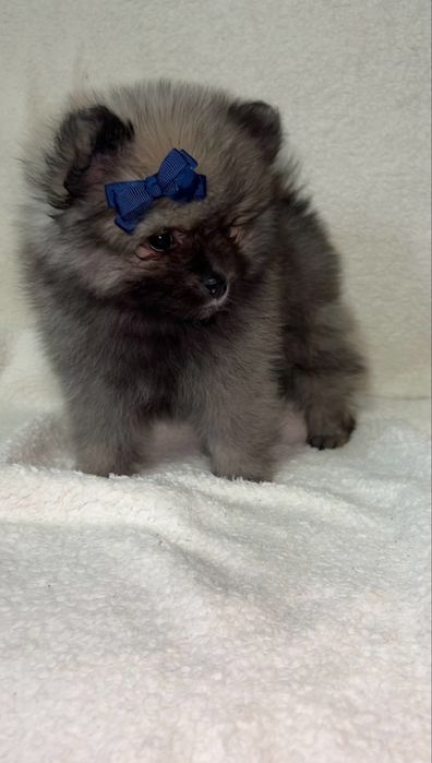 Baietel Pomeranian disponibil