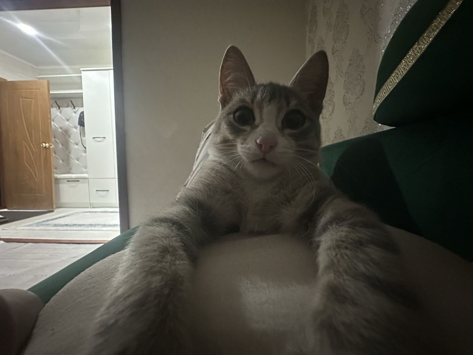 отдам кошку игрывые все кушает чистые