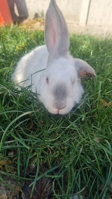 Продам молодых кролов