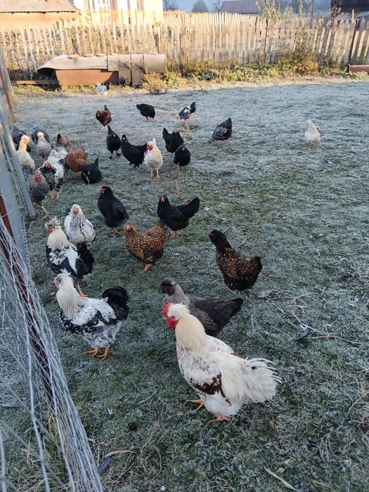 Vând cocoși diferite rase.