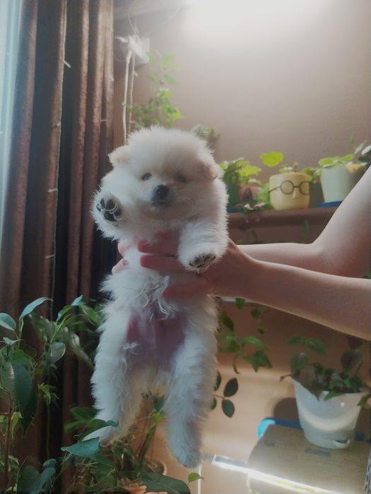 Продам щенка породы померанский шпиц