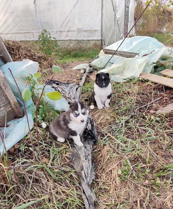 Donez cățeluși maidanezi