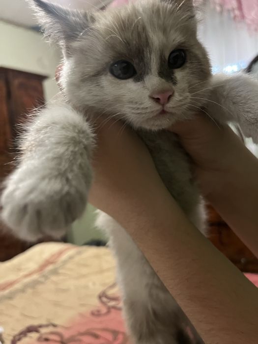 Здоровый кошка. Самостоятельний хороший чистый