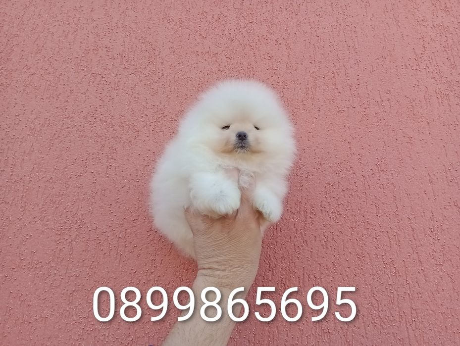 Мъжки Померани. Реални снимки!