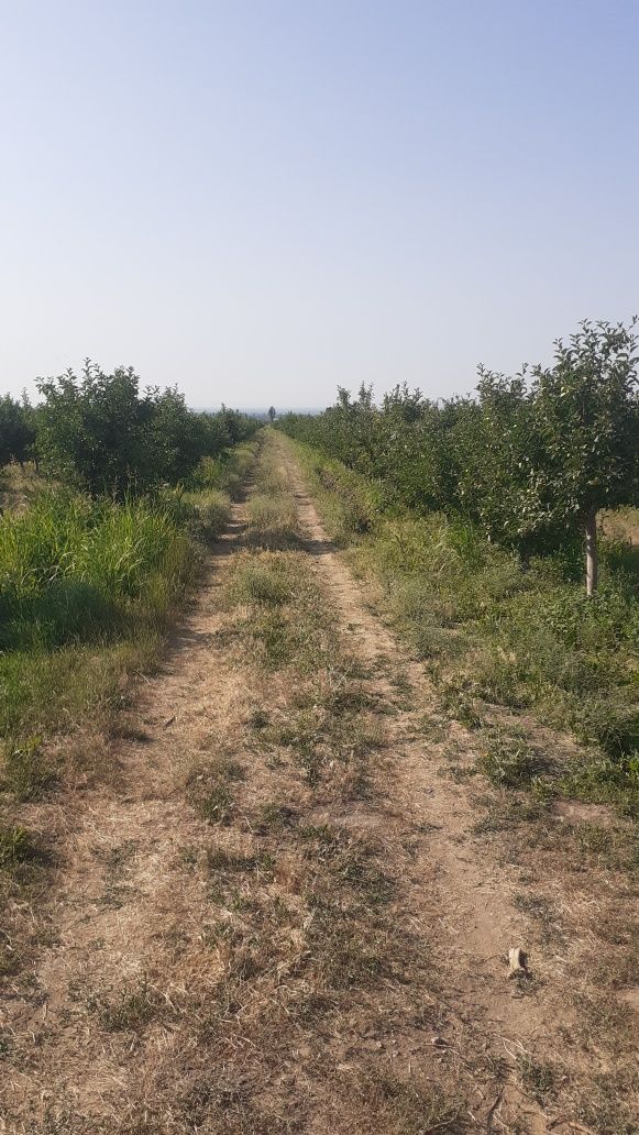 Продаётся сад ниже бака 20 гитара