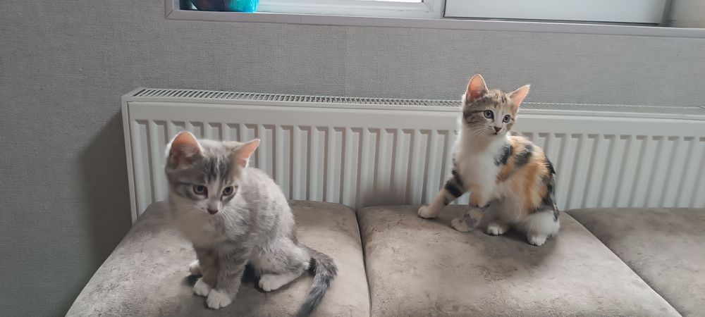 Отдам котят в хорошие руки мальчик и девочка