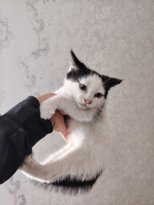 Mushuk bolasi bepul beriladi