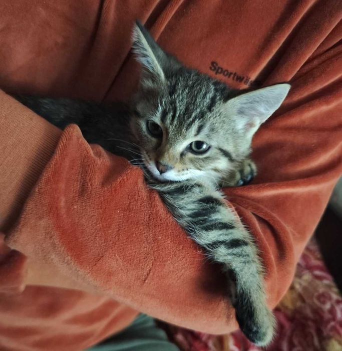 Отдам котёнка в хорошие руки