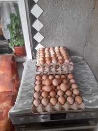 Пресни домашни яйца 1 кора 12 лв- 30 броя