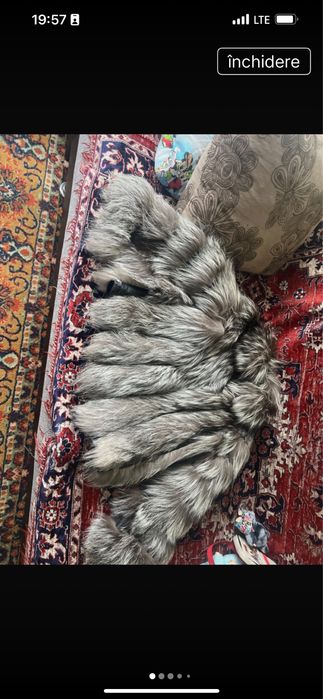 Haina scurta blana vulpe argintie