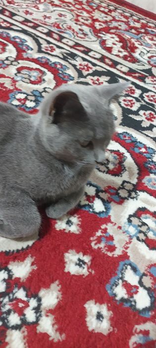 Вязкага берилади британские шиншила