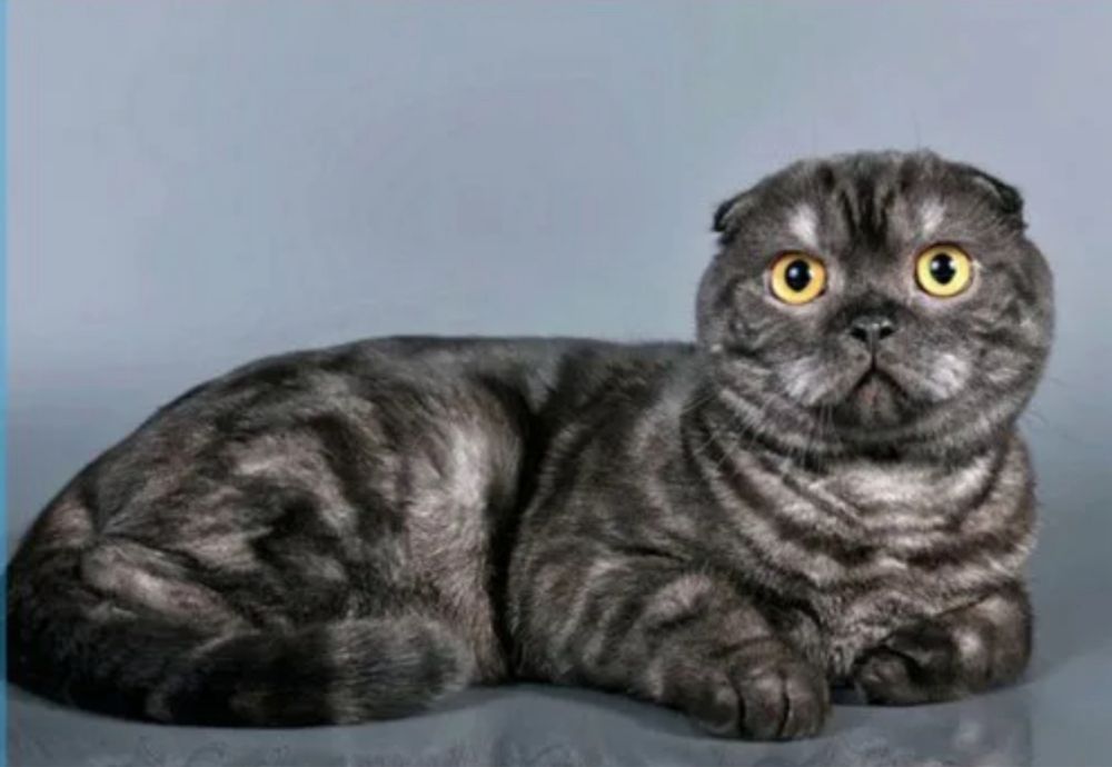 Британка ищет дом