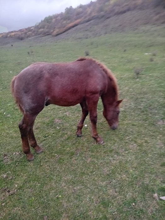 Vând mânz de 5 luni