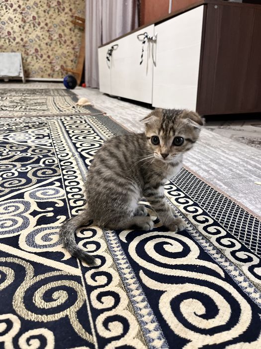 Шотландская весло ухая кошка