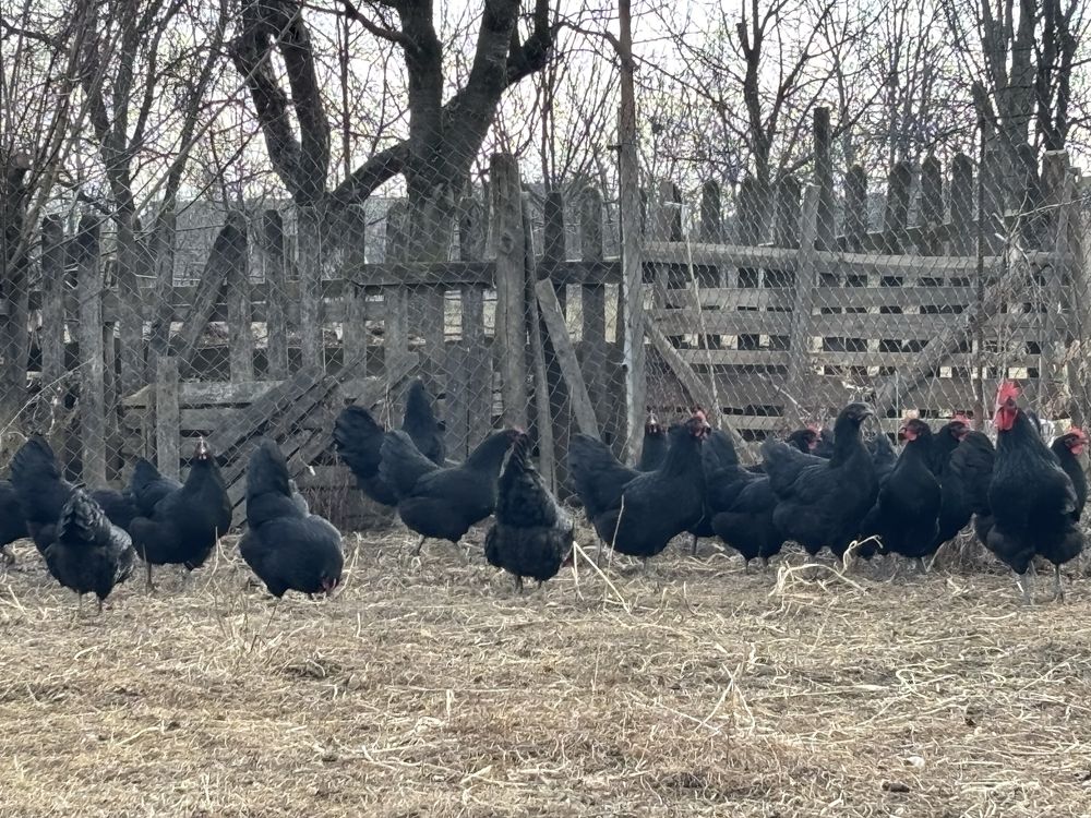 Vând ouă australorp. [ de incubat ]