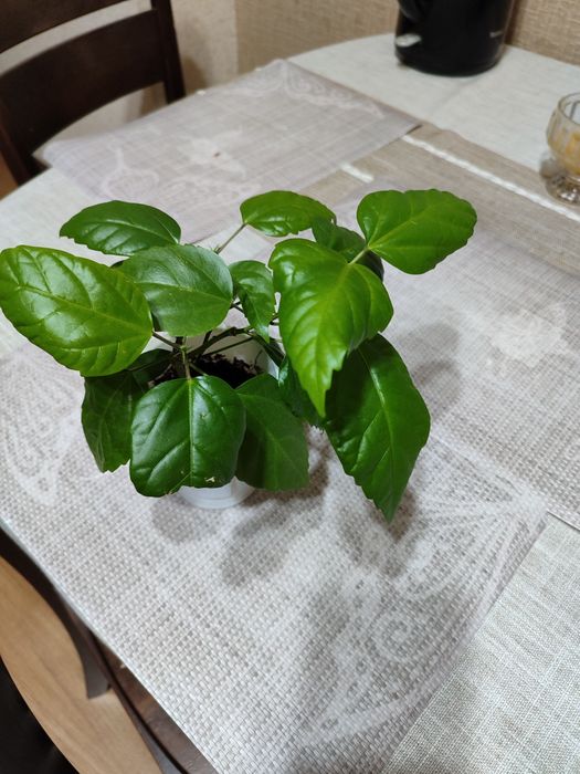 Отростки цветов комнатных