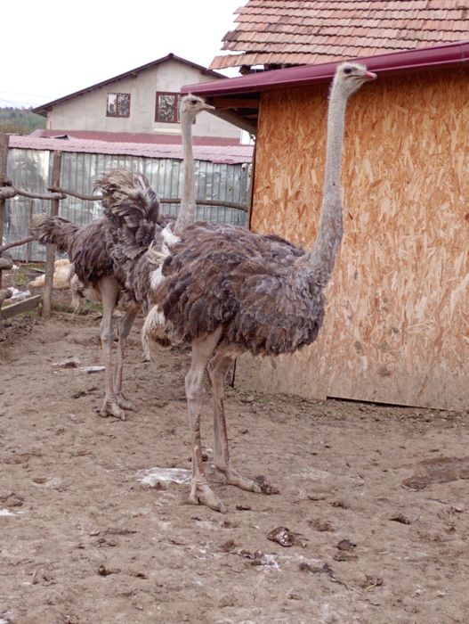 Struți de vânzare