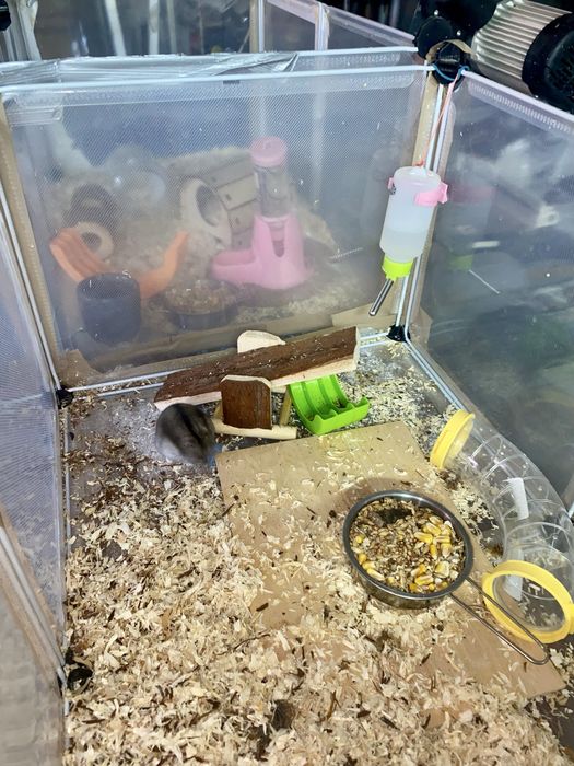 Hamsteri jucăuși
