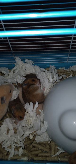 Шустрые хомячки молодняк Смотрите 6фото Читайте описании