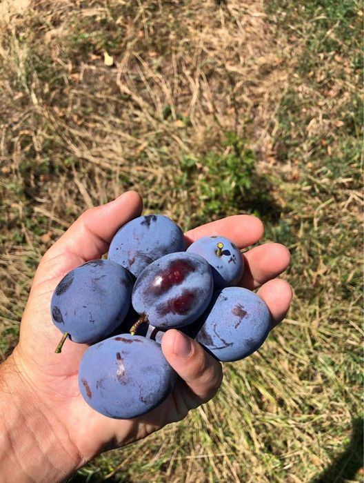 Vand prune pentru tuica transport in toata tara
