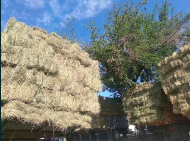 Сено (шөп) табиғи