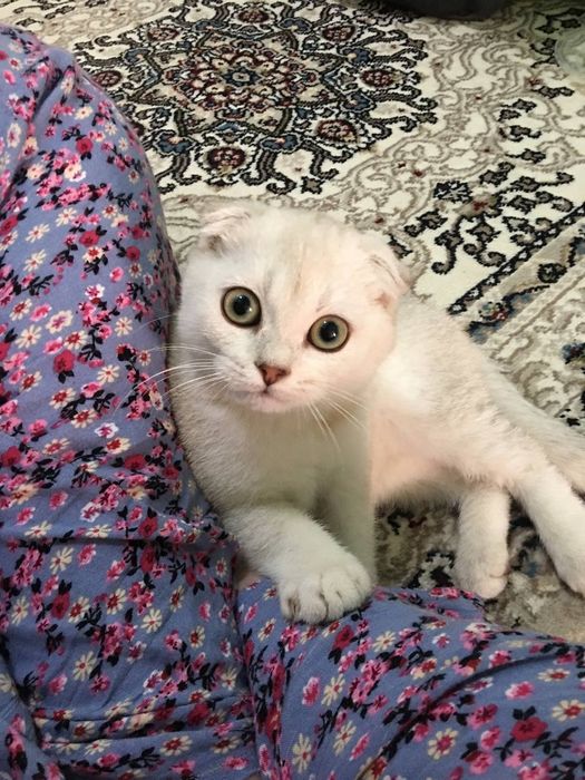 Scottish fold qiz bola 3 oylik