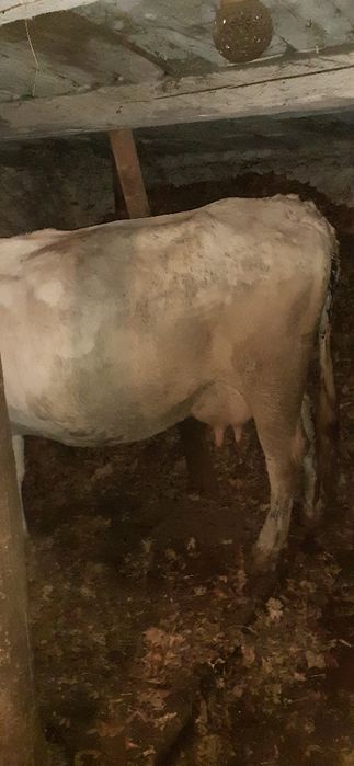 De vânzare vaca cu vitea