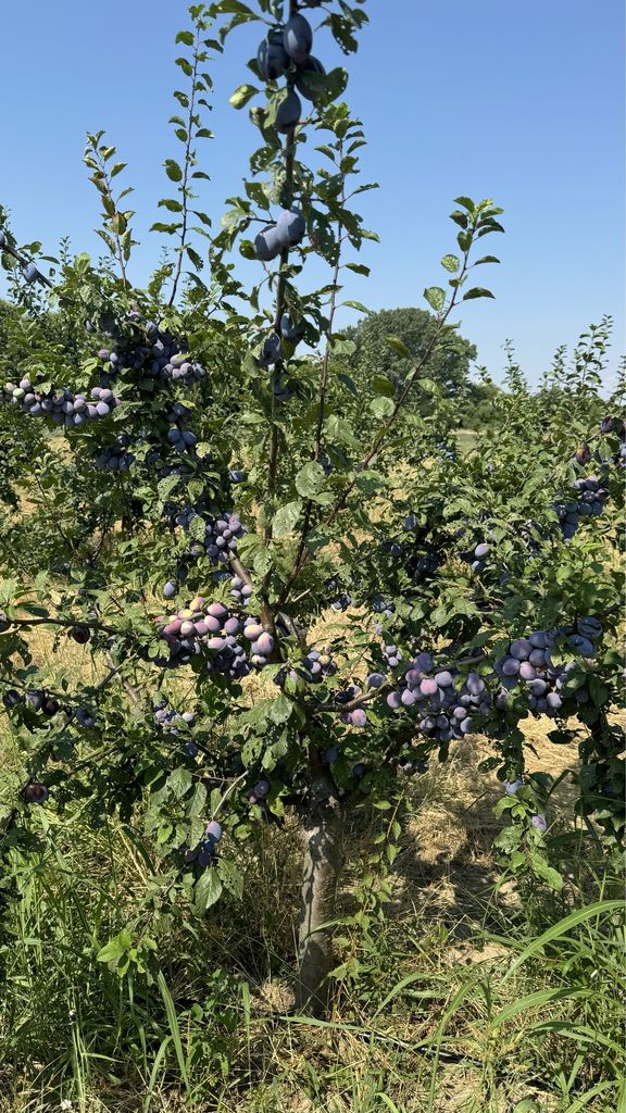 Продава се Земеделски имот в с. Крислово, Област Пловдив -  кв.м за 2267 €/дка - Снимка #3