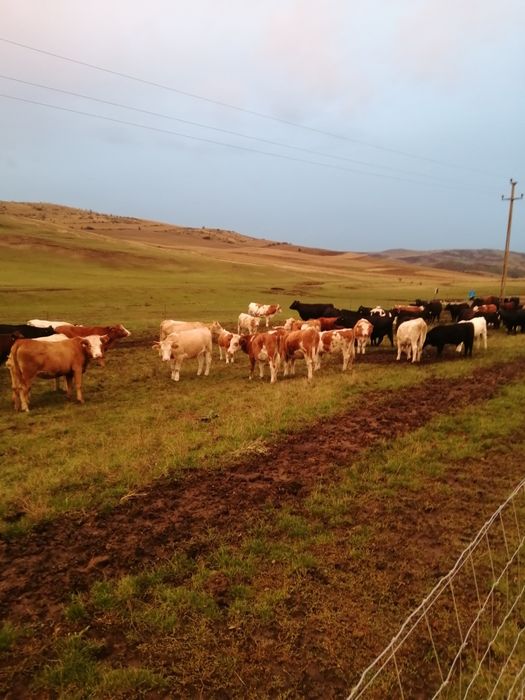 Vând vițele și juninci