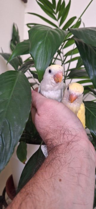 Vând agapornis blânzi