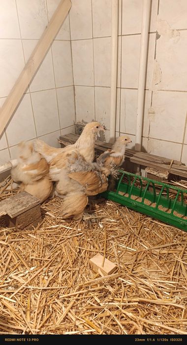 Цыплята брама разные
