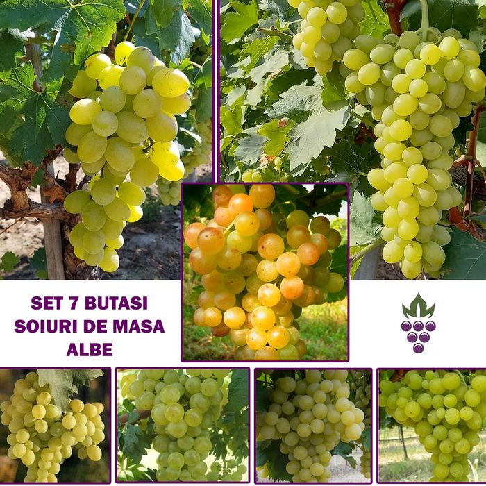 Vita de Vie Nobila (Struguri de Masa)