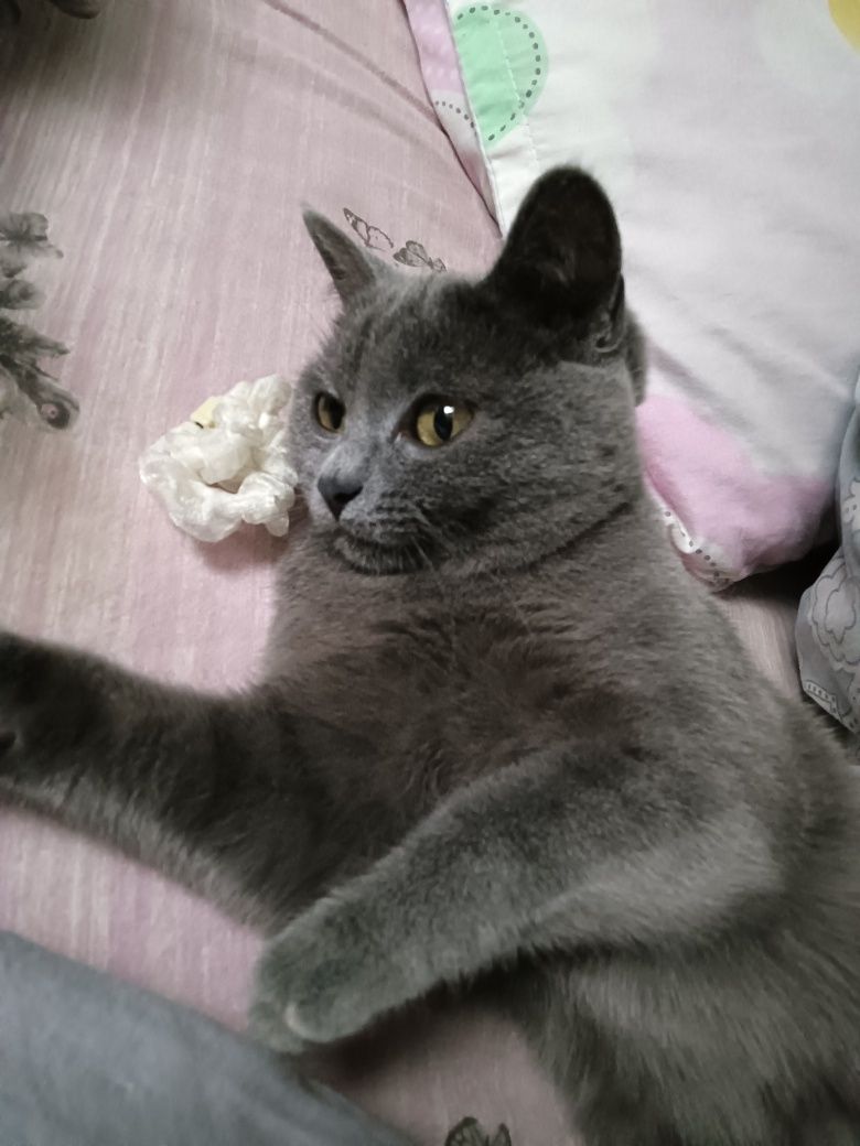 Кошка-мать со своими 3-месячными котятами