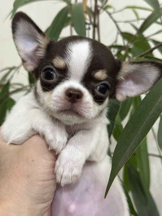 Очаровательная малышка чихуахуа