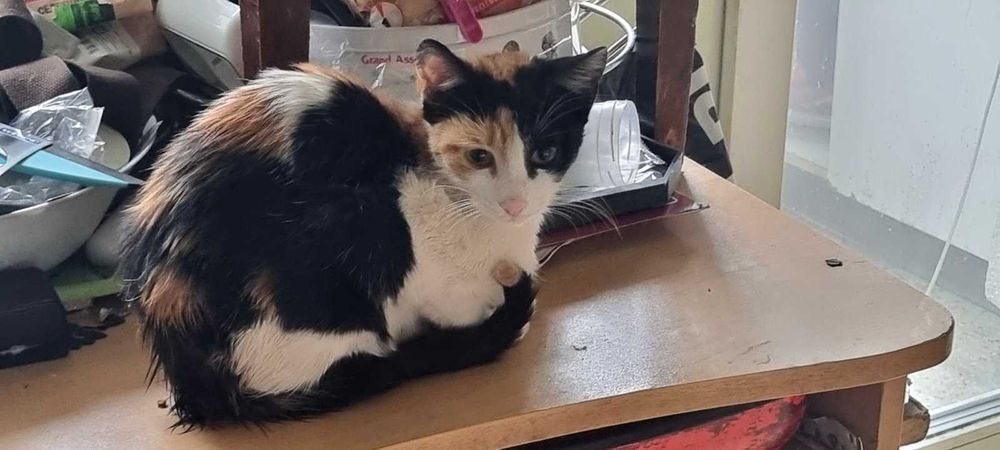 Котета на около 2 месеца в гр.София, Лозенец